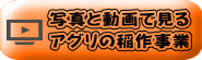 写真と動画で見る アグリの稲作事業